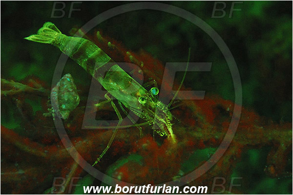 Piran, Slovenia, Adriatic sea, Mediterranean sea, Processa sp., Processa, Processidae, Decapoda, Processa shrimp, Shrimp, Crustacea, Crustacean, UV, UV illumination, UV light, Biofluorescence