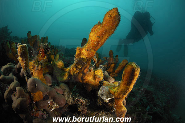 Piran, Slovenia, Adriatic sea, Mediterranean sea, Aplysina aerophoba, Aplysina, Aplysinidae, Yellow Tube Sponge, Golden Sponge, Sponge, Porifera, Reef, Diver, Spotlight, Spot illuminated