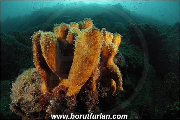 Piran, Slovenia, Adriatic sea, Mediterranean sea, Aplysina aerophoba, Aplysina, Aplysinidae, Yellow Tube Sponge, Golden Sponge, Sponge, Porifera, Reef, Spotlight, Spot illuminated
