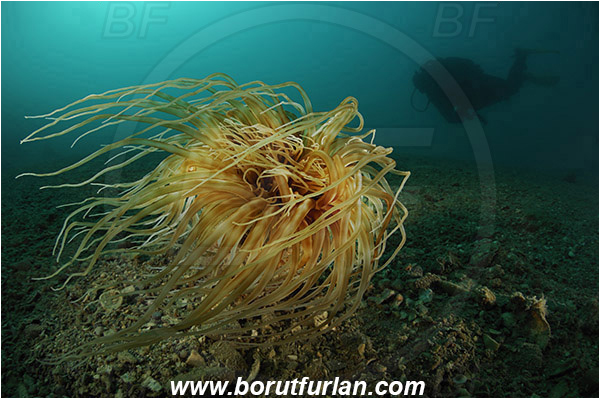 Piran, Slovenia, Adriatic sea, Mediterranean sea, Cerianthus membranaceus, Cerianthus, Cerianthidae, Cylinder anemone, Tube dwelling anemone, Tube anemone, Anemone, Anthozoa, Cnidaria, Cnidarian, Diver, Spotlight, Spot illuminated