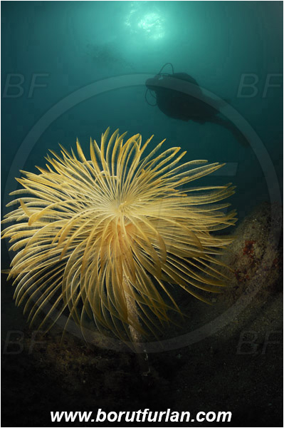 Piran, Slovenia, Adriatic sea, Mediterranean sea, Worm, Sabella spallanzanii, Sabella, Sabellidae, Mediterranean fanworm, Polychaeta, Reef, Spotlight, Spot illuminated, Diver
