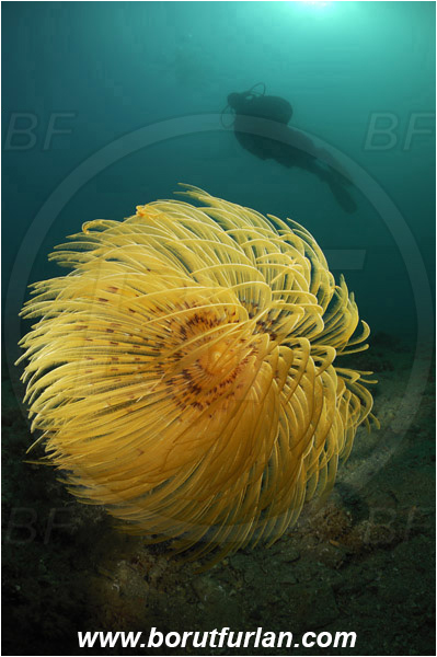 Piran, Slovenia, Adriatic sea, Mediterranean sea, Worm, Sabella spallanzanii, Sabella, Sabellidae, Mediterranean fanworm, Polychaeta, Reef, Spotlight, Spot illuminated, Diver