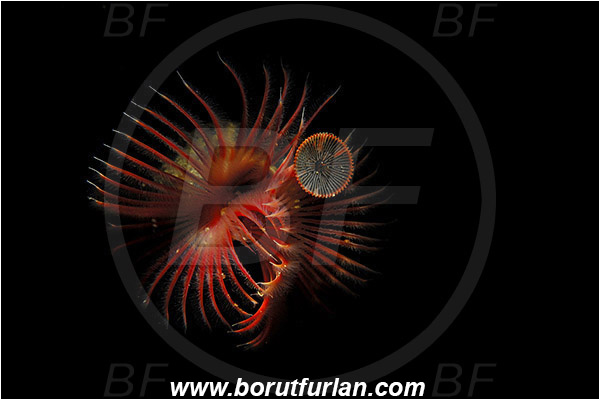 Piran, Slovenia, Adriatic sea, Mediterranean sea, Serpula vermicularis, Serpula, Serpulidae, Red tube worm, Plume worm, Worm, Polychaeta, Abstract, Spotlight, Spot illuminated
