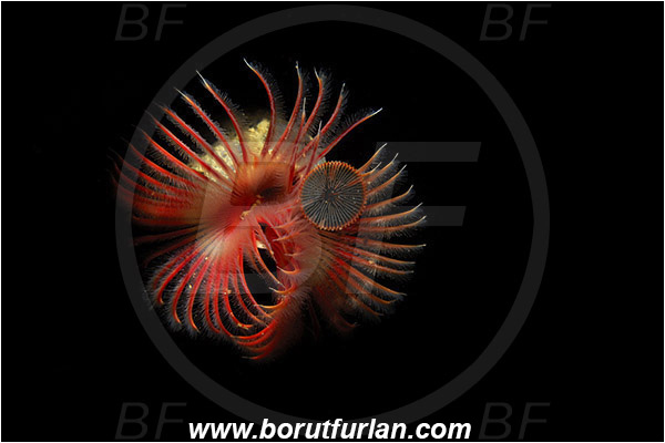 Piran, Slovenia, Adriatic sea, Mediterranean sea, Serpula vermicularis, Serpula, Serpulidae, Red tube worm, Plume worm, Worm, Polychaeta, Abstract, Spotlight, Spot illuminated
