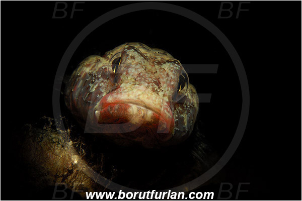 Piran, Slovenia, Adriatic sea, Mediterranean sea, Gobius cruentatus, Gobius, Gobiidae, Red-mouthed goby, Goby, Fish, Portrait, Spotlight, Spot illuminated