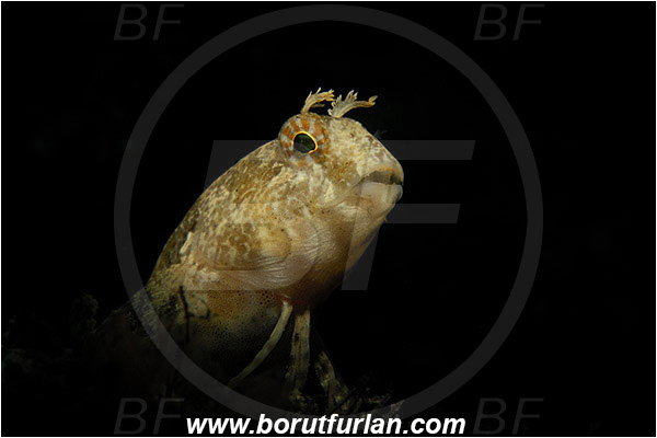 Piran, Slovenia, Adriatic sea, Mediterranean sea, Parablennius zvonimiri, Parablennius, Blenniidae, Zvonimir
