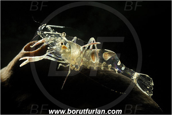 Piran, Slovenia, Adriatic sea, Mediterranean sea, Periclimenes amethysteus, Periclimenes, Palaemonidae, Decapoda, Glass shrimp, Shrimp, Crustacea, Crustacean, Backlight, Backlit