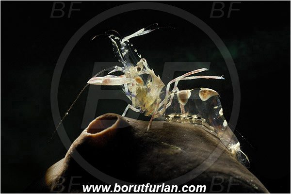 Piran, Slovenia, Adriatic sea, Mediterranean sea, Periclimenes amethysteus, Periclimenes, Palaemonidae, Decapoda, Glass shrimp, Shrimp, Crustacea, Crustacean, Backlight, Backlit