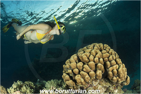 Sharm el Sheikh, Sinai, Egypt, Red sea, Goniastrea sp., Goniastrea, Merulinidae, Anthozoa, Cnidaria, Cnidarian, Hard Coral, Coral, Reef, Snorkeling, Breath-hold diving, Apnea, Girl, Swimming suit