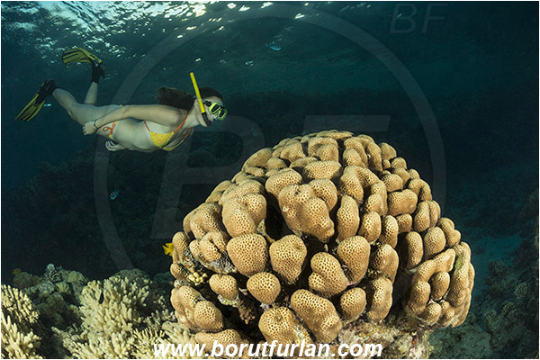 Sharm el Sheikh, Sinai, Egypt, Red sea, Goniastrea sp., Goniastrea, Merulinidae, Anthozoa, Cnidaria, Cnidarian, Hard Coral, Coral, Reef, Snorkeling, Breath-hold diving, Apnea, Girl, Swimming suit
