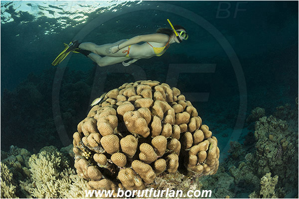 Sharm el Sheikh, Sinai, Egypt, Red sea, Goniastrea sp., Goniastrea, Merulinidae, Anthozoa, Cnidaria, Cnidarian, Hard Coral, Coral, Reef, Snorkeling, Breath-hold diving, Apnea, Girl, Swimming suit