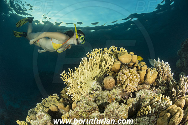 Sharm el Sheikh, Sinai, Egypt, Red sea, Millepora dichotoma, Millepora, Milleporidae, Hydrozoa, Cnidaria, Cnidarian, Net fire coral, Fire coral, Reef, Snorkeling, Breath-hold diving, Apnea, Girl, Swimming suit