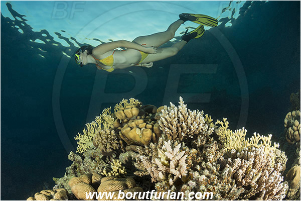 Sharm el Sheikh, Sinai, Egypt, Red sea, Acropora sp., Acropora, Acroporidae, Anthozoa, Cnidaria, Cnidarian, Acropora Stone Coral, Coral, Reef, Snorkeling, Breath-hold diving, Apnea, Girl, Swimming suit