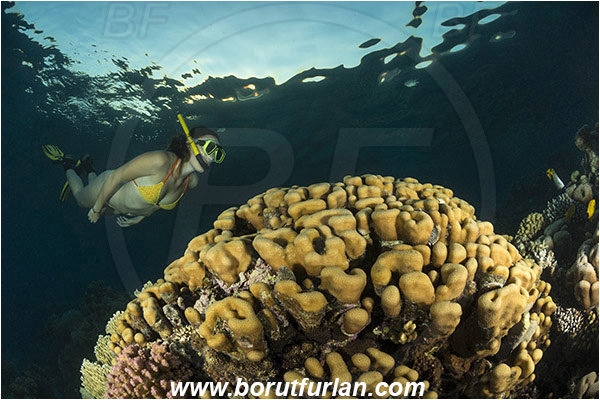 Sharm el Sheikh, Sinai, Egypt, Red sea, Porites nodifera, Porites, Poritidae, Anthozoa, Cnidaria, Cnidarian, Dome Coral, Coral, Reef, Snorkeling, Breath-hold diving, Apnea, Girl, Swimming suit