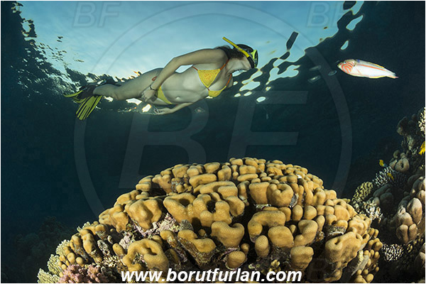 Sharm el Sheikh, Sinai, Egypt, Red sea, Porites nodifera, Porites, Poritidae, Anthozoa, Cnidaria, Cnidarian, Dome Coral, Coral, Reef, Snorkeling, Breath-hold diving, Apnea, Girl, Swimming suit