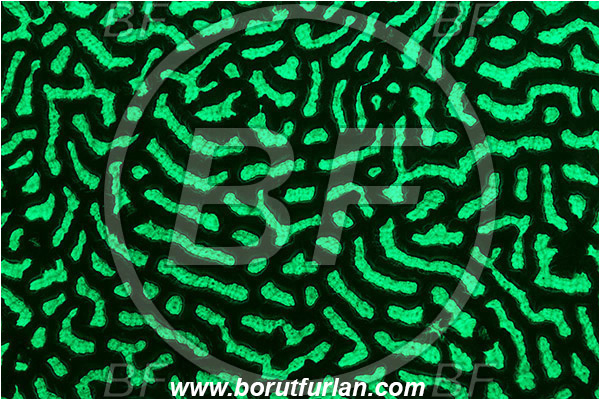 Pantar, Alor, Indonesia, Platygyra sp., Platygyra, Merulinidae, Coral, Brain coral, Anthozoa, Cnidaria, Cnidarian, Abstract, UV, UV illumination, UV light, Biofluorescence
