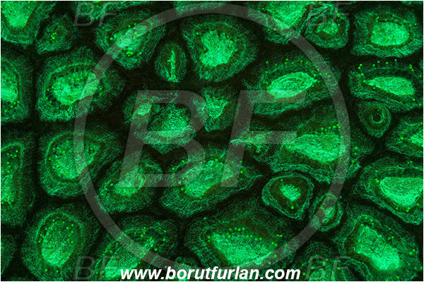 Pantar, Alor, Indonesia, Montastraea sp., Montastraea, Montastraeidae, Coral, Anthozoa, Cnidaria, Cnidarian, Abstract, UV, UV illumination, UV light, Biofluorescence