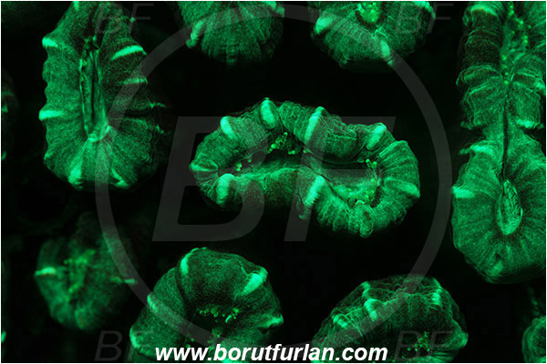 Pantar, Alor, Indonesia, Unidentified, Anthozoa, Cnidaria, Cnidarian, Porites Coral, Coral, Abstract, UV, UV illumination, UV light, Biofluorescence