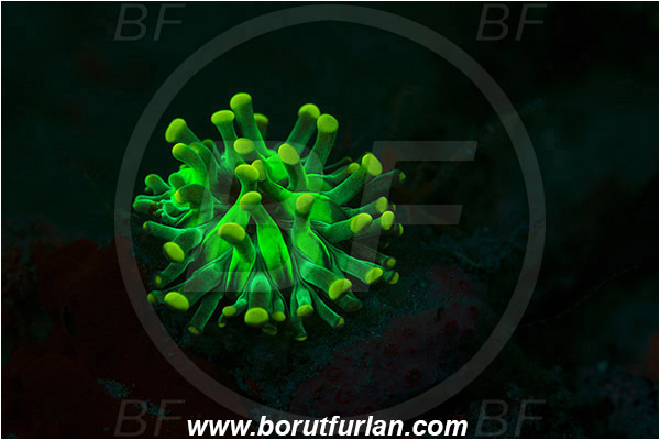 Pantar, Alor, Indonesia, Heliofungia sp., Heliofungia, Fungiidae, Sun Mushroom coral, Plate Coral, Coral, Anthozoa, Cnidaria, Cnidarian, UV, UV illumination, UV light, Biofluorescence
