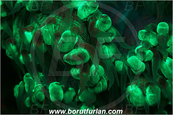 Pantar, Alor, Indonesia, Fungiidae, Mushroom coral, Coral, Anthozoa, Cnidaria, Cnidarian, Abstract, UV, UV illumination, UV light, Biofluorescence