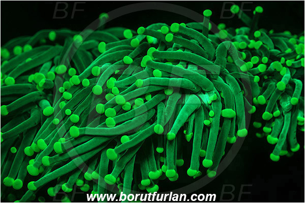 Pantar, Alor, Indonesia, Fungiidae, Mushroom coral, Plate Coral, Coral, Anthozoa, Cnidaria, Cnidarian, Abstract, UV, UV illumination, UV light, Biofluorescence