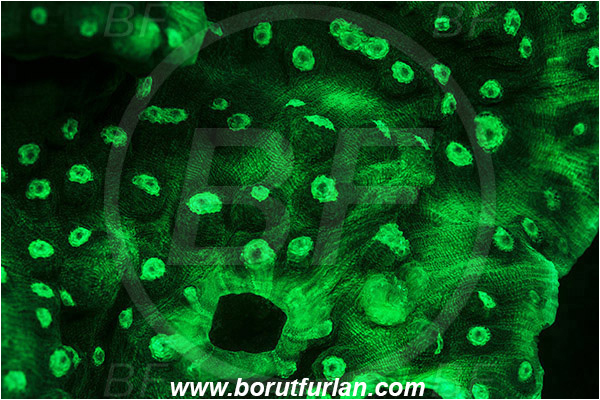 Pantar, Alor, Indonesia, Echinopora sp., Echinopora, Merulinidae, Coral, Anthozoa, Cnidaria, Cnidarian, Abstract, UV, UV illumination, UV light, Biofluorescence