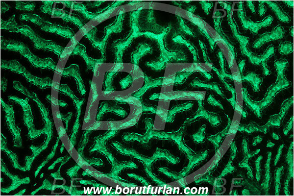 Pantar, Alor, Indonesia, Platygyra sp., Platygyra, Merulinidae, Coral, Brain coral, Anthozoa, Cnidaria, Cnidarian, Abstract, UV, UV illumination, UV light, Biofluorescence