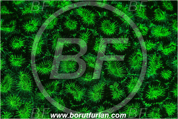 Pantar, Alor, Indonesia, Homophyllia bowerbanki, Homophyllia, Lobophylliidae, Hard Coral, Coral, Anthozoa, Cnidaria, Cnidarian, Abstract, UV, UV illumination, UV light, Biofluorescence