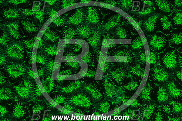 Pantar, Alor, Indonesia, Homophyllia bowerbanki, Homophyllia, Lobophylliidae, Hard Coral, Coral, Anthozoa, Cnidaria, Cnidarian, Abstract, UV, UV illumination, UV light, Biofluorescence