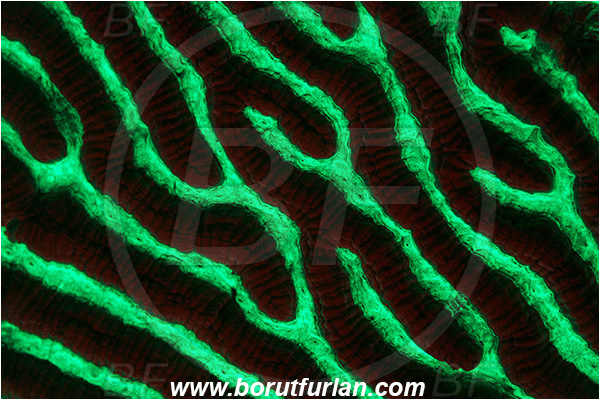 Pantar, Alor, Indonesia, Platygyra daedalea, Platygyra, Merulinidae, Coral, Lesser valley coral, Anthozoa, Cnidaria, Cnidarian, Abstract, UV, UV illumination, UV light, Biofluorescence