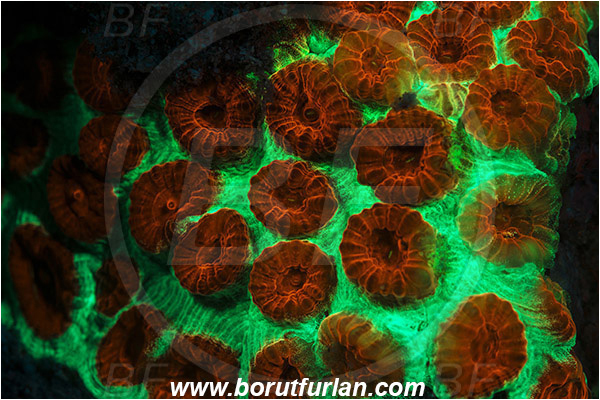 Pantar, Alor, Indonesia, Favia sp., Favia, Faviidae, Coral, Anthozoa, Cnidaria, Cnidarian, Abstract, UV, UV illumination, UV light, Biofluorescence