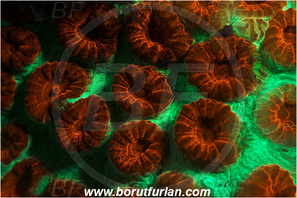 Pantar, Alor, Indonesia, Favia sp., Favia, Faviidae, Coral, Anthozoa, Cnidaria, Cnidarian, Abstract, UV, UV illumination, UV light, Biofluorescence