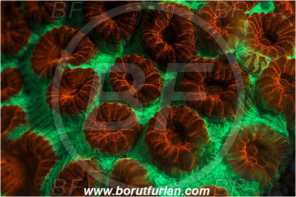 Pantar, Alor, Indonesia, Favia sp., Favia, Faviidae, Coral, Anthozoa, Cnidaria, Cnidarian, Abstract, UV, UV illumination, UV light, Biofluorescence