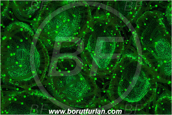 Pantar, Alor, Indonesia, Montastraea sp., Montastraea, Montastraeidae, Coral, Anthozoa, Cnidaria, Cnidarian, Abstract, UV, UV illumination, UV light, Biofluorescence