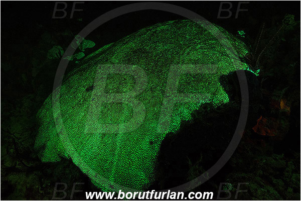 Pantar, Alor, Indonesia, Unidentified, Anthozoa, Cnidaria, Cnidarian, Porites Coral, Coral, UV, UV illumination, UV light, Biofluorescence