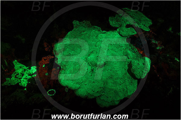 Pantar, Alor, Indonesia, Unidentified, Coral, Anthozoa, Cnidaria, Cnidarian, UV, UV illumination, UV light, Biofluorescence