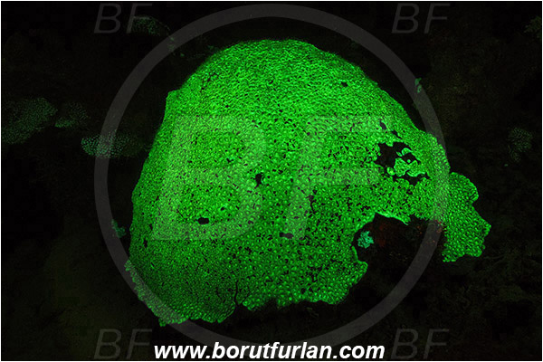 Pantar, Alor, Indonesia, Favia sp., Favia, Faviidae, Coral, Anthozoa, Cnidaria, Cnidarian, UV, UV illumination, UV light, Biofluorescence