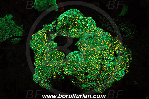 Pantar, Alor, Indonesia, Echinopora sp., Echinopora, Merulinidae, Coral, Anthozoa, Cnidaria, Cnidarian, Abstract, UV, UV illumination, UV light, Biofluorescence