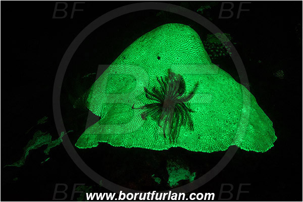 Pantar, Alor, Indonesia, Platygyra sp., Platygyra, Merulinidae, Coral, Brain coral, Anthozoa, Cnidaria, Cnidarian, UV, UV illumination, UV light, Biofluorescence