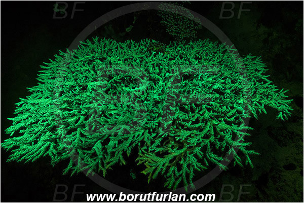 Pantar, Alor, Indonesia, Acropora sp., Acropora, Acroporidae, Table Coral, Coral, Anthozoa, Cnidaria, Cnidarian, UV, UV illumination, UV light, Biofluorescence