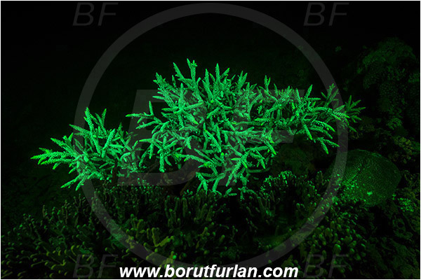 Pantar, Alor, Indonesia, Acropora sp., Acropora, Acroporidae, Table Coral, Coral, Anthozoa, Cnidaria, Cnidarian, UV, UV illumination, UV light, Biofluorescence