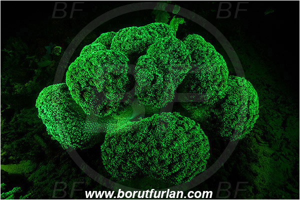 Pantar, Alor, Indonesia, Unidentified, Coral, Anthozoa, Cnidaria, Cnidarian, UV, UV illumination, UV light, Biofluorescence