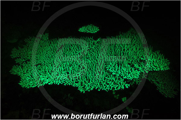 Pantar, Alor, Indonesia, Acropora sp., Acropora, Acroporidae, Table Coral, Coral, Anthozoa, Cnidaria, Cnidarian, UV, UV illumination, UV light, Biofluorescence
