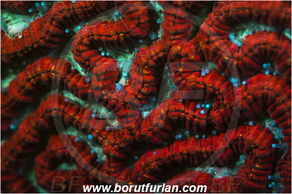 Pantar, Alor, Indonesia, Platygyra sp., Platygyra, Merulinidae, Coral, Brain coral, Anthozoa, Cnidaria, Cnidarian, Abstract, UV, UV illumination, UV light, Biofluorescence