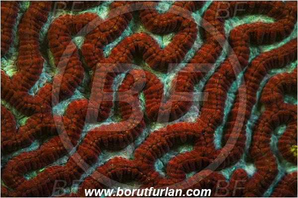Pantar, Alor, Indonesia, Platygyra sp., Platygyra, Merulinidae, Coral, Brain coral, Anthozoa, Cnidaria, Cnidarian, Abstract, UV, UV illumination, UV light, Biofluorescence