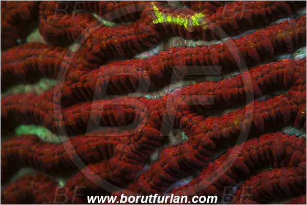 Pantar, Alor, Indonesia, Platygyra sp., Platygyra, Merulinidae, Coral, Brain coral, Anthozoa, Cnidaria, Cnidarian, Abstract, UV, UV illumination, UV light, Biofluorescence