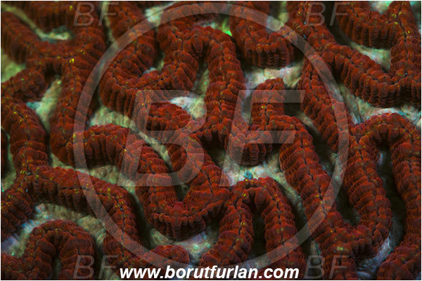 Pantar, Alor, Indonesia, Platygyra sp., Platygyra, Merulinidae, Coral, Brain coral, Anthozoa, Cnidaria, Cnidarian, Abstract, UV, UV illumination, UV light, Biofluorescence