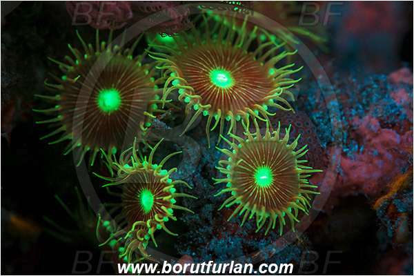 Pantar, Alor, Indonesia, Protopalythoa, Sphenopidae, Anemone, Cnidarian, Cnidaria, UV, UV illumination, UV light, Biofluorescence