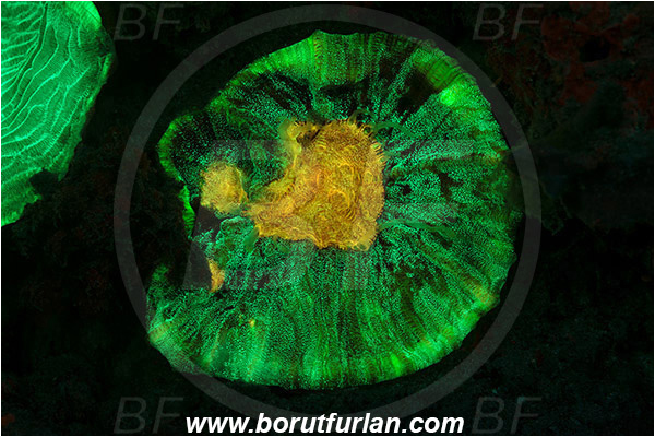 Pantar, Alor, Indonesia, Unidentified, Coral, Anthozoa, Cnidaria, Cnidarian, Abstract, UV, UV illumination, UV light, Biofluorescence