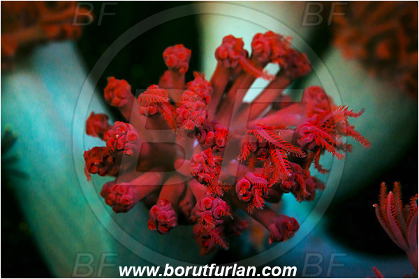 Pantar, Alor, Indonesia, Xenia sp., Xenia, Xeniidae, Pulse coral, Pulsing coral, Soft coral, Coral, Cnidaria, Cnidarian, Abstract, UV, UV illumination, UV light, Biofluorescence